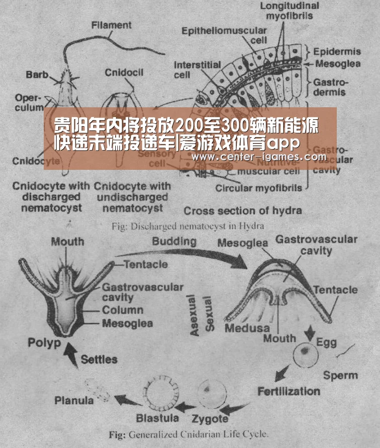 ayx下载